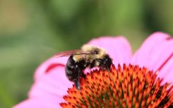Changes to solar PV management could significantly boost bumble bee populations