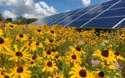 Standardised methodology published to help boost ecological management at solar farms